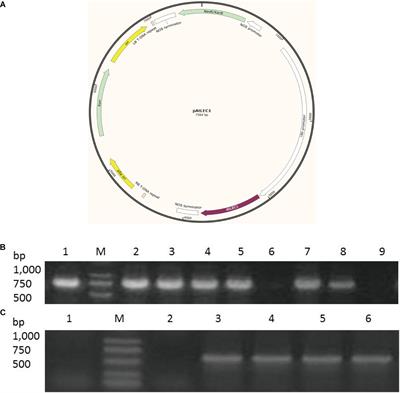 Overexpression of the Transcription Factor AtLEC1 Significantly Improved the Lipid Content of Chlorella ellipsoidea